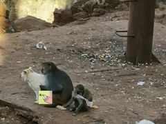 -昆明动物园