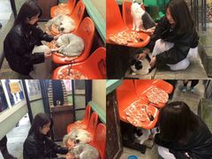 -猫咪博物馆(顶澳仔猫街店)
