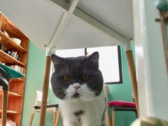 大饼-22cafe