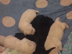 -中农大我爱我爱24h动物医院·中医针灸·猫专科·骨科医疗中心(双井店)