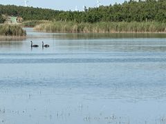 -南大港湿地风景区