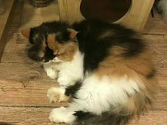 -more than meow吴止猫主题餐厅(承德 中船汇店)