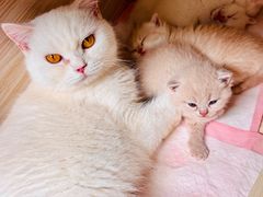 -猫宠乐园·专业洗护