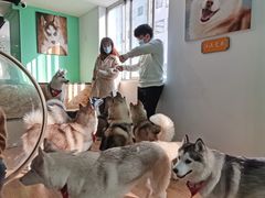 -Husky Go! 哈士奇体验馆·宠物咖啡厅狗咖