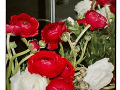 -循礼门鲜花花市(武汉循礼门店)