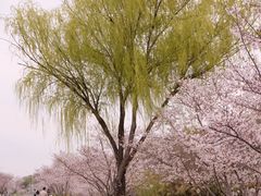 -羊山湖公园