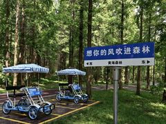 -黄海国家森林公园