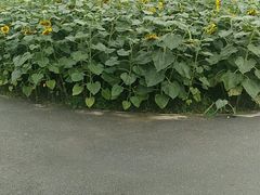 -朝阳公园游乐园