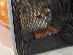 -安安宠医宠物医院·异宠·犬猫内科(岳阳分院)