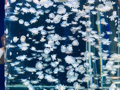 -太平洋海底世界