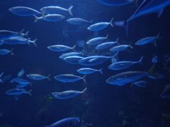 -太平洋海底世界