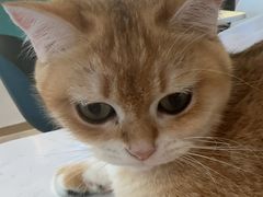 -飞行喵MR PILOT|猫舍·猫咖(静安大融城店)