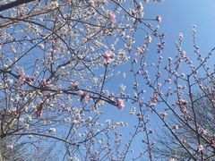 -桃花堤公园