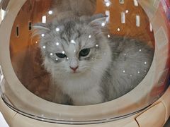 -四月宠物医院·猫专科·心脏专科·内科(转塘店)