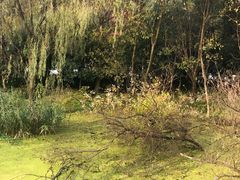 -西湖风景区-江洋畈生态公园