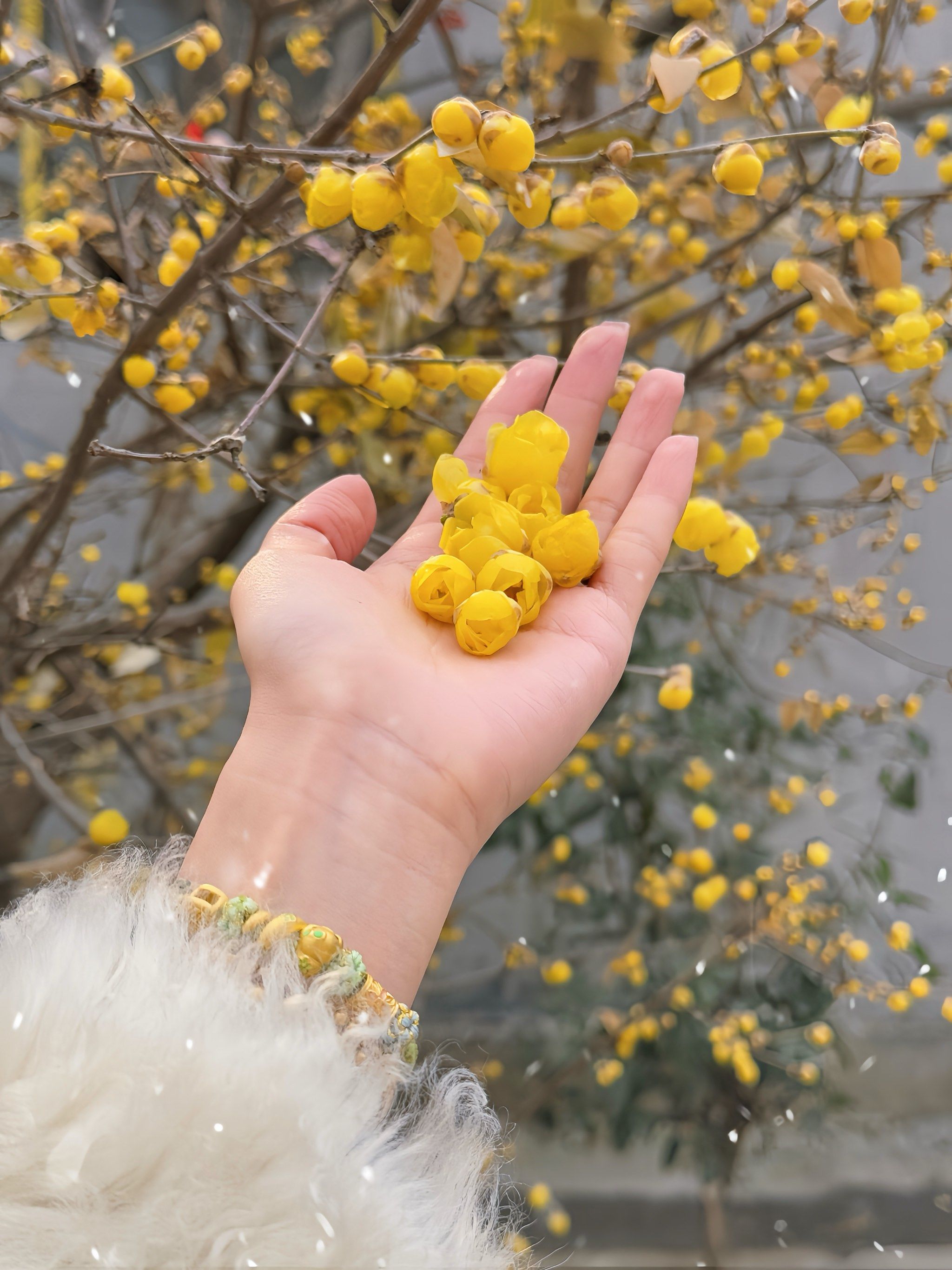 腊梅花开 专属冬天的浪漫💕