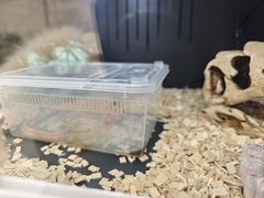 景点-南宫五洲植物乐园