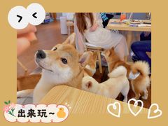 -豆柴町-柴犬主题狗咖(红鼎国际C座店)