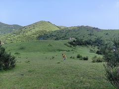 -大姆山草场