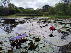 -中国科学院西双版纳热带植物园