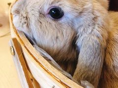 -猫猫幼稚园·撸猫·桌游·电玩
