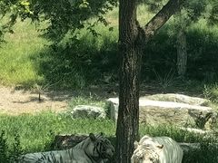 -北京野生动物园