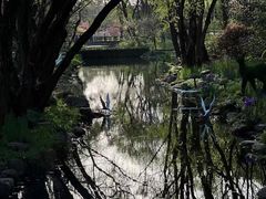 -上海共青森林公园