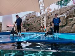 -芜湖新华联大白鲸海洋公园