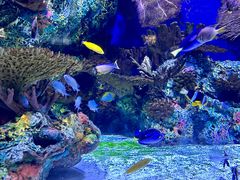 -上海海洋水族馆