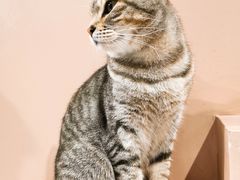 -猫儿山۰猫主题餐厅