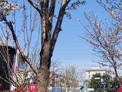 -高东镇樱花园