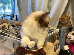 -平行世界·猫咖(首经贸店)