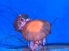 -大连老虎滩海洋公园