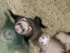 -藦茜花园宠物主题亲子互动体验馆(国顺东路店)