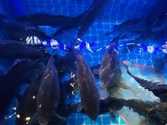 -鼎原力量东北吊炉烧烤(临河街店)