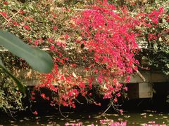 -西双版纳原始森林公园