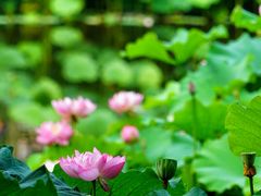 -陈家山荷花公园