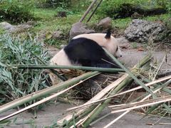 -都江堰中华大熊猫苑