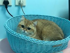 -纳吉亚猫专科动物医院博雅分院