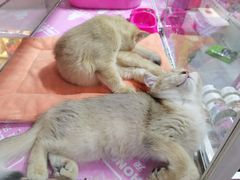 -新辣道鱼火锅(领展购物广场·中关村店)