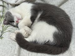 -瑞派福兴宠物医院犬猫全科·骨科·中西医结合(河东店)