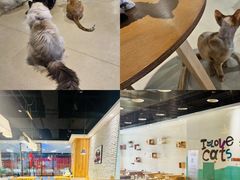 -藏猫猫咖啡主题馆(中央大道店)