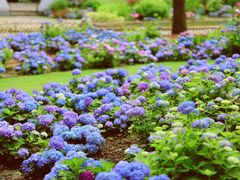 -上海共青森林公园