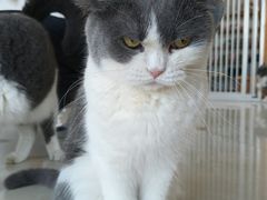 -Catmate·猫肥家润(金润铂宫店)