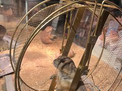 -绿色星球动物主题公园