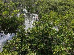 -北海金海湾红树林生态旅游区