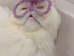 -More Fun猫咖 二十只万元加菲主题