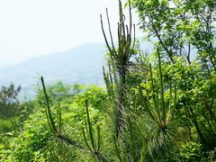 -黄陂区野村谷景区