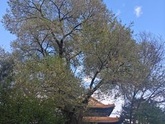 -须弥福寿之庙