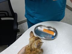 -中农国际动物医院24小时·猫科·骨科·急重症中心
